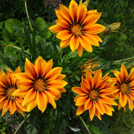 Gazania 